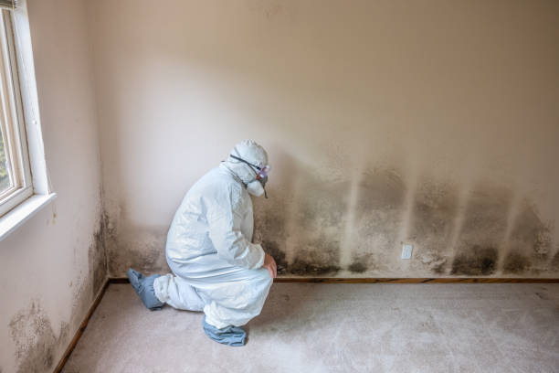 Biohazard Mold Removal in Gatesville, TX