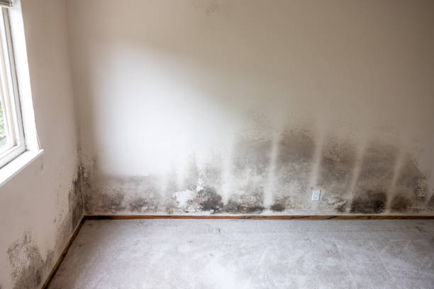 Best Forensic Mold Investigation  in Gatesville, TX