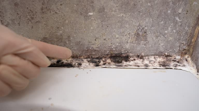 Best Attic Mold Removal  in Gatesville, TX